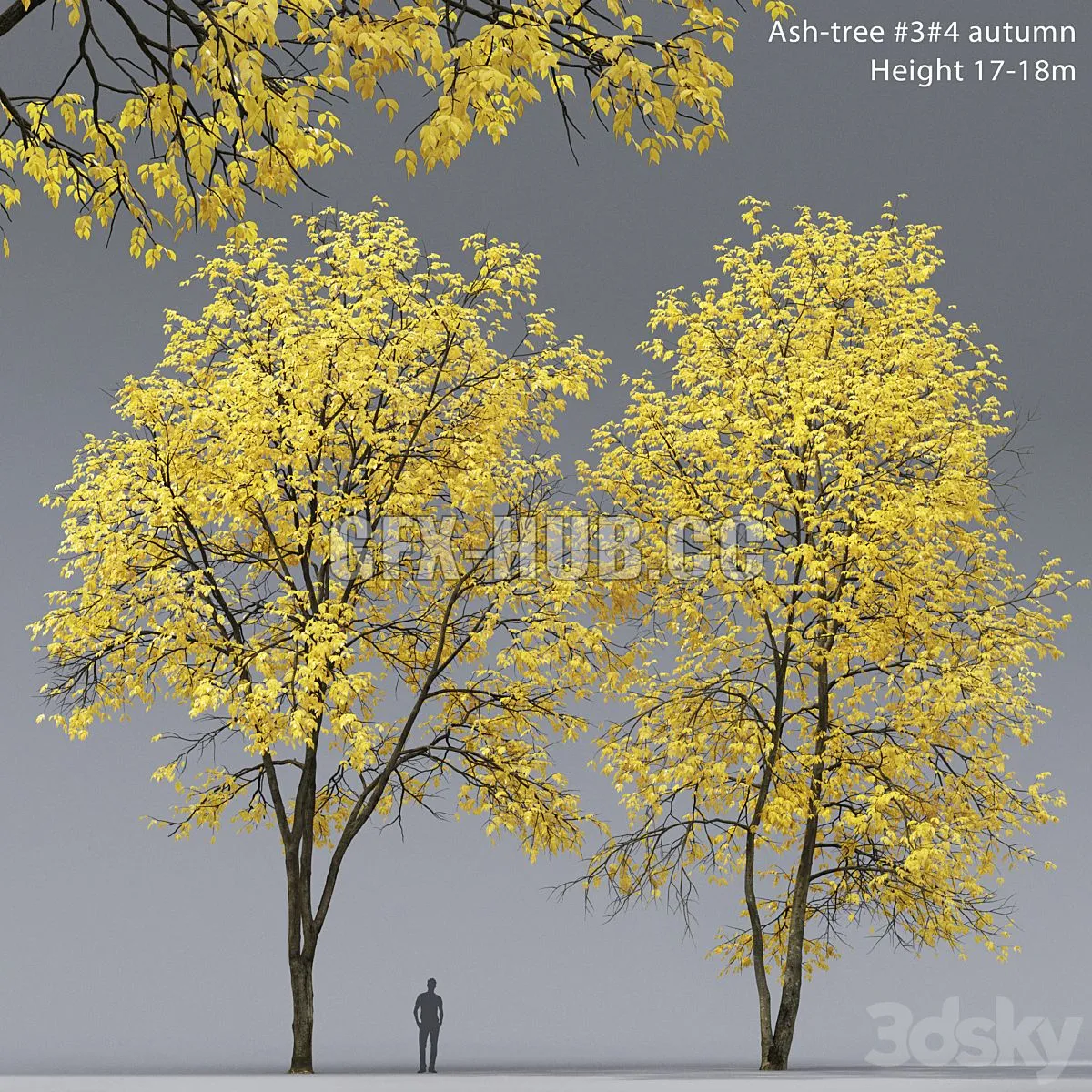 Autumn ash # 3_4 (17-18m) 3D Model