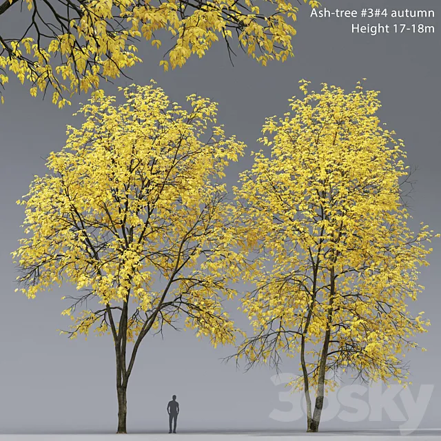 Autumn Ash | Ash-tree autumn # 3_4 (17-18m) 3D Model
