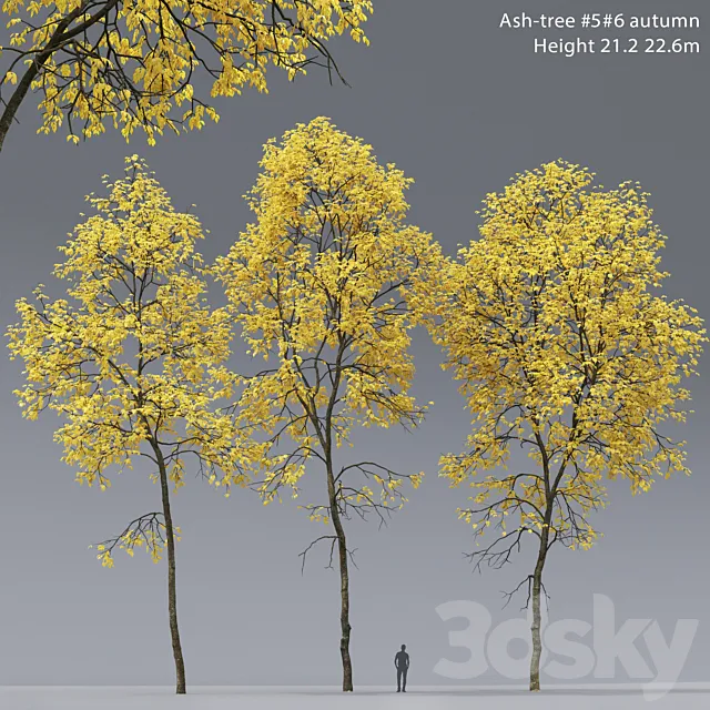 Autumn Ash | Ash-tree autumn # 5_6 (21.2-22.6m) 3D Model