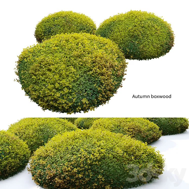 Autumn boxwood 3D Model Free