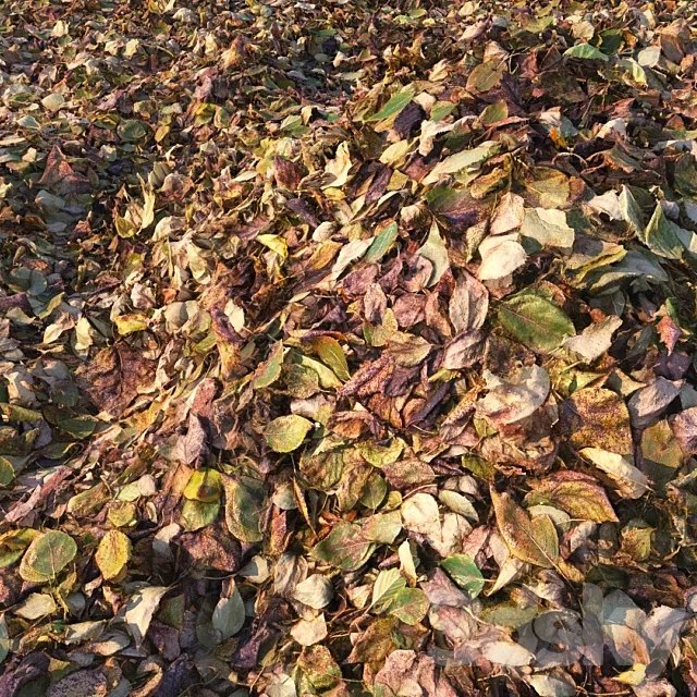 Autumn foliage (material) 3D Model