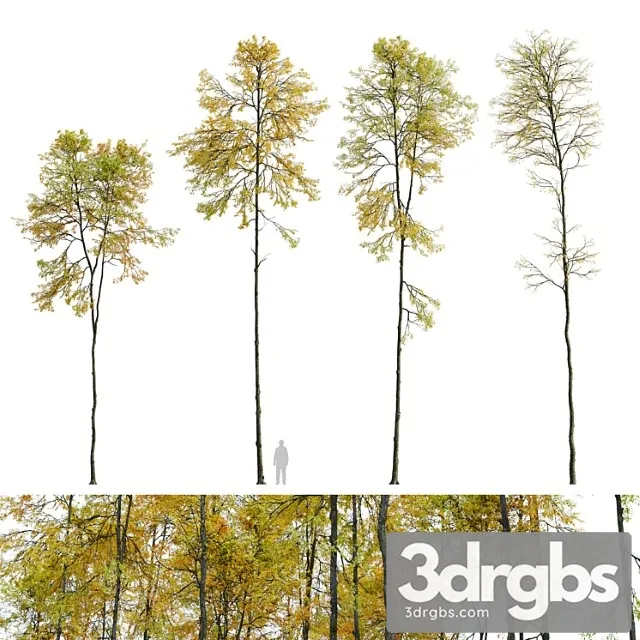 Autumn Forest Trees 3D Model Free