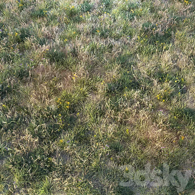 Autumn grass 3D Model