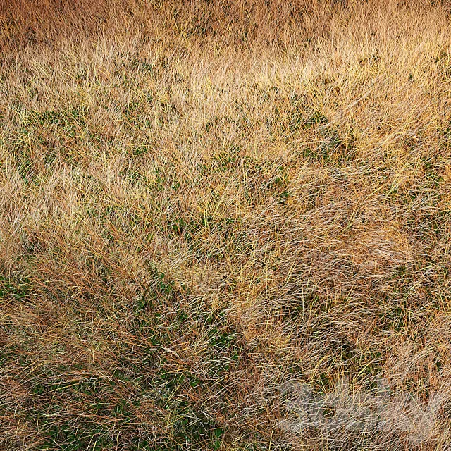 Autumn grass 3D Model