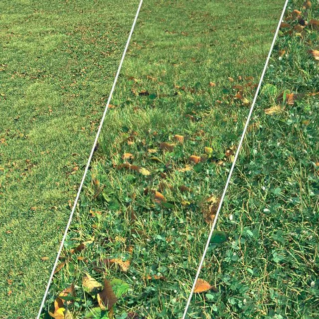 Autumn grass 3D Model