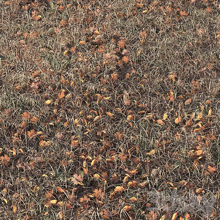 Autumn grass 3D Model