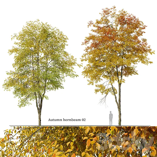 Autumn hornbeam tree 02 3D Model