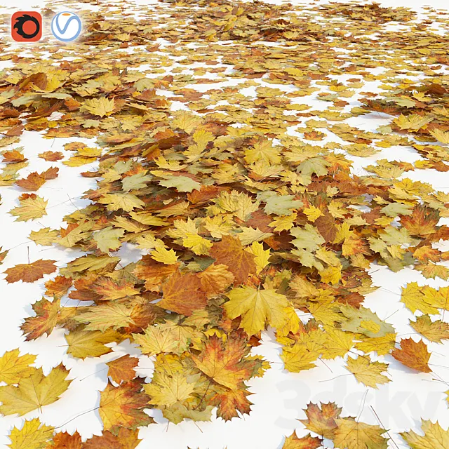 Autumn maple leaves Free Download