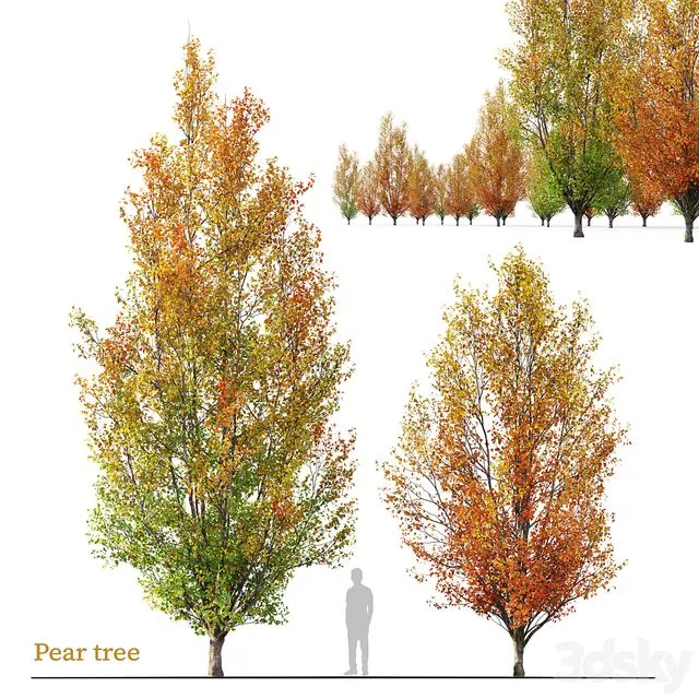 Autumn pear tree 02 3D Model