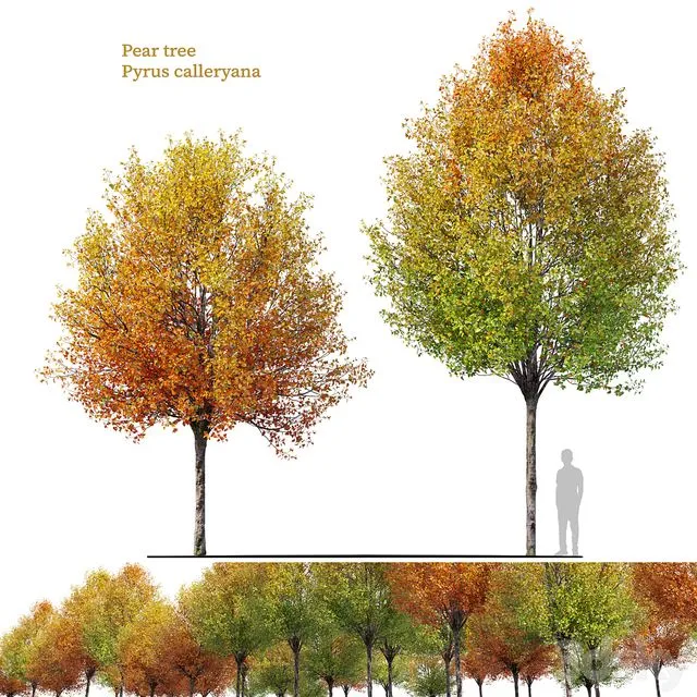 Autumn pear tree 3D Model