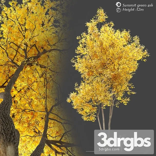 Autumn Summit Green Ash Fraxinus Pennsylvanica Summit 3D Model Free
