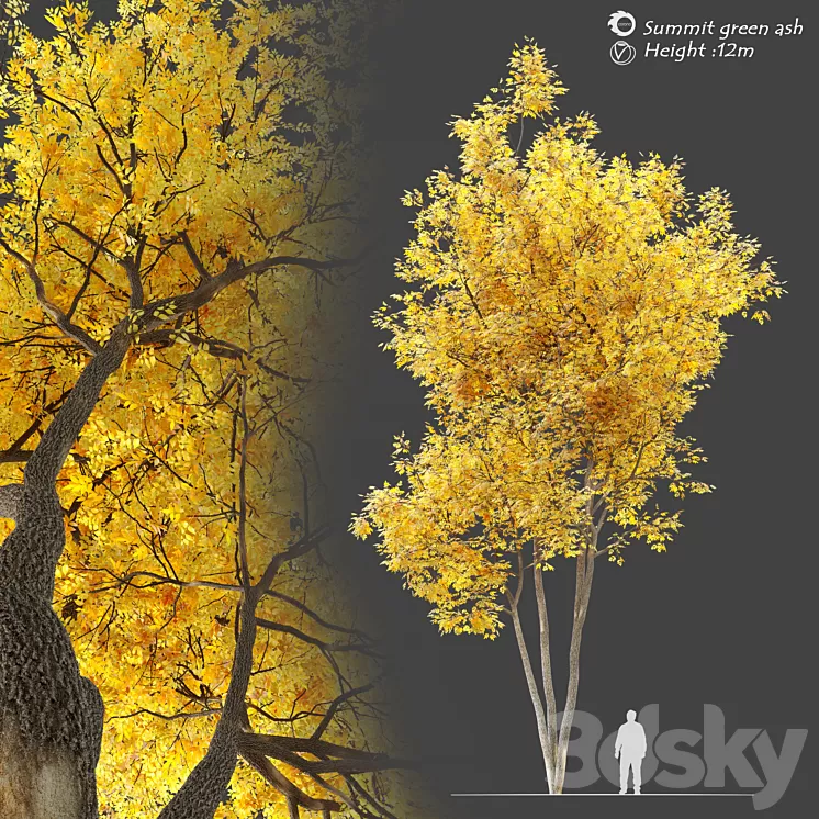 Autumn summit green ash (Fraxinus pennsylvanica Summit) 3D Model