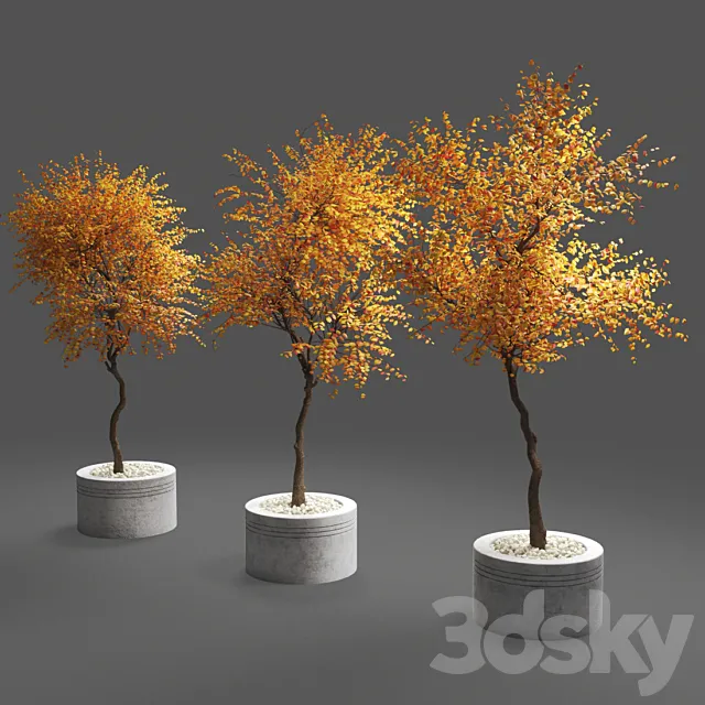 autumn trees 3D Model