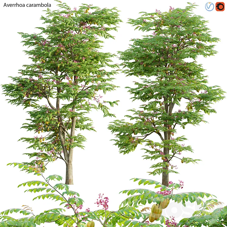 Averrhoa carambola - Starfruit tree 06 3D Model Free