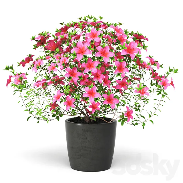 Azalea Plant 3D Model
