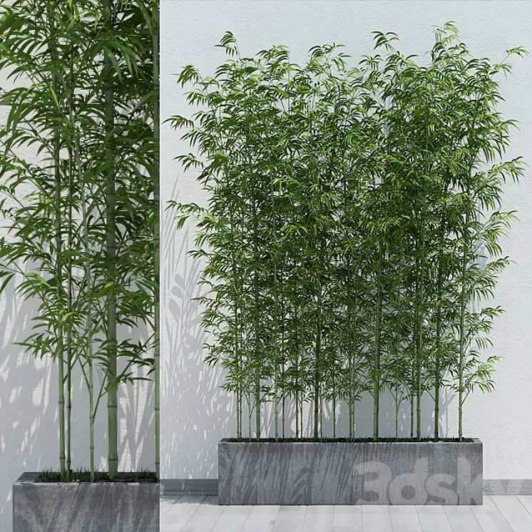 Bamboo 2 3D Model