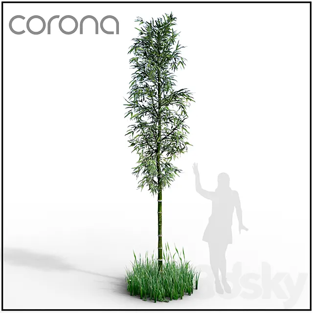 Bamboo 3D Model