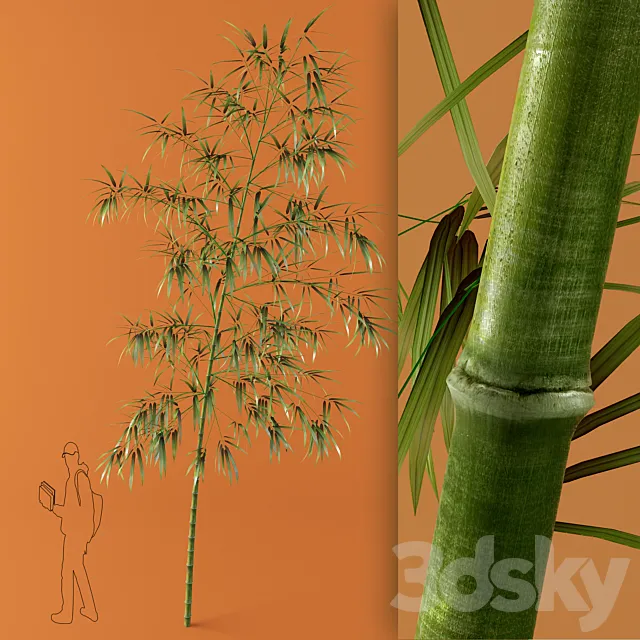 bamboo 3D Model
