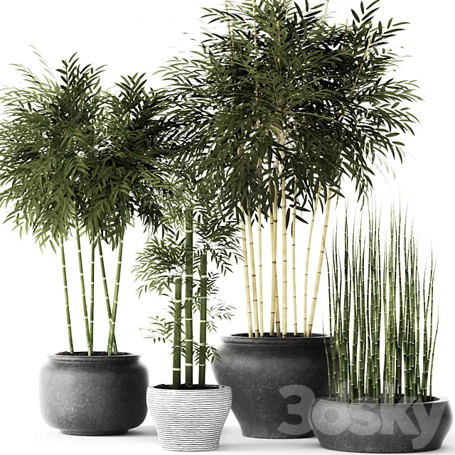 Bamboo and Equisetum flower pot bamboo bush thickets bamboo pot flowerpot outdoor horsetail 3D Model