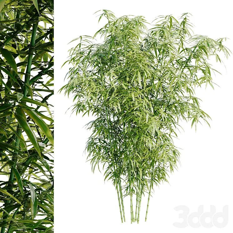 Bamboo Bush 3D Model