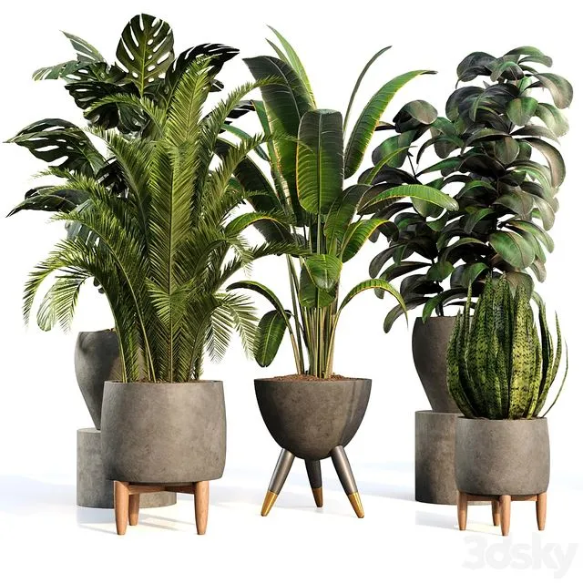 bamboo Censoria Indoor Plant Set 01 3D Model