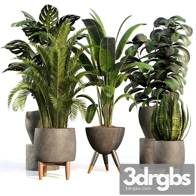Bamboo Censoria Indoor Plant Set 01 3D Model Free