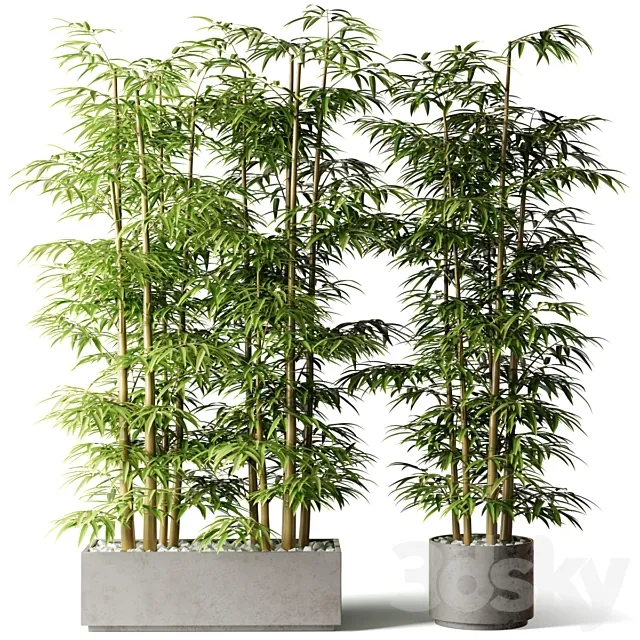 Bamboo in rectangular and round pots Free Download