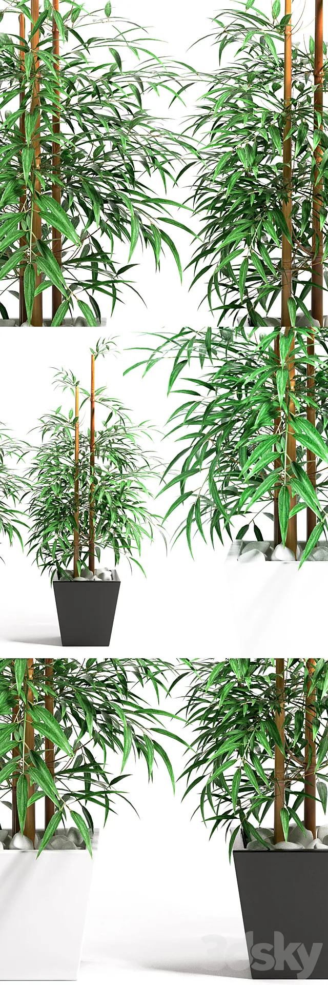 BAMBOO PLANT 11 3DModel