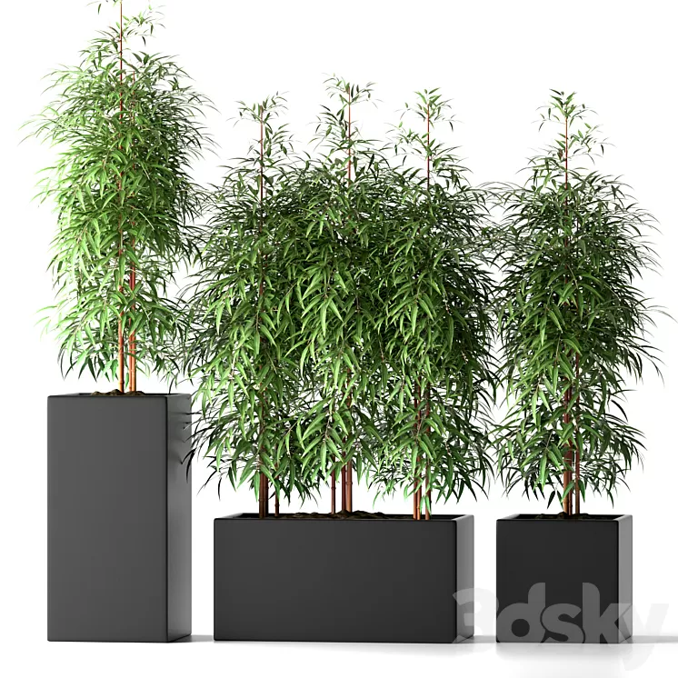 BAMBOO PLANTS 20 3D Model