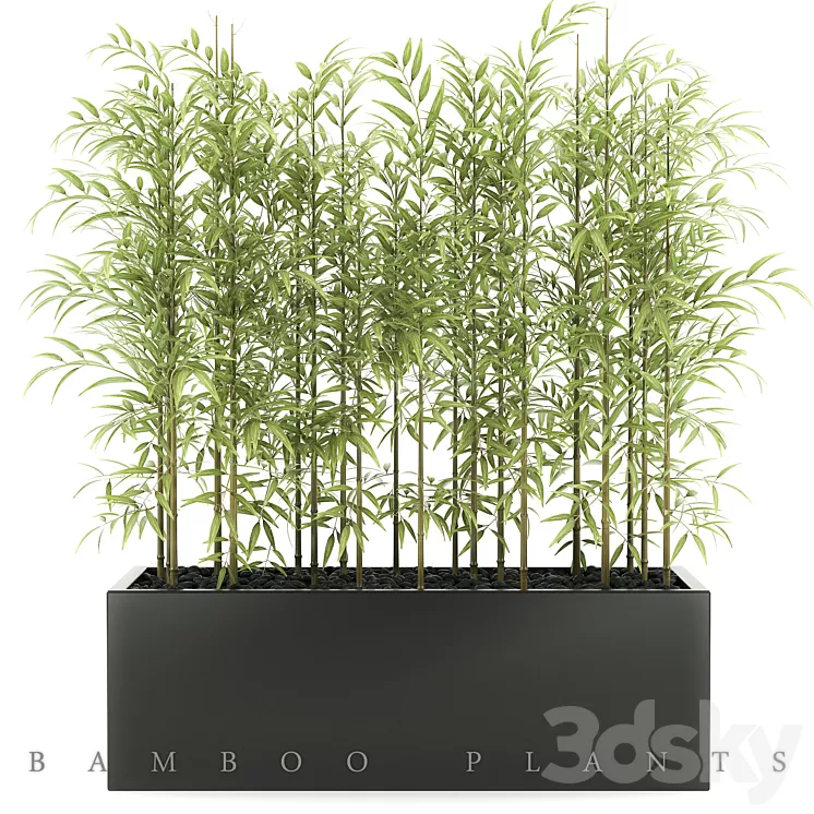 BAMBOO PLANTS 49 3D Model