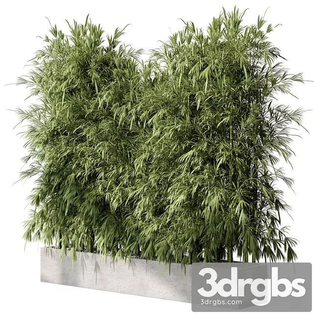 Bamboo plants - outdoor plants 468