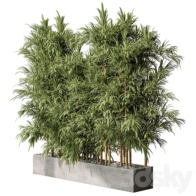 Bamboo Plants - Outdoor Plants 469 3DModel