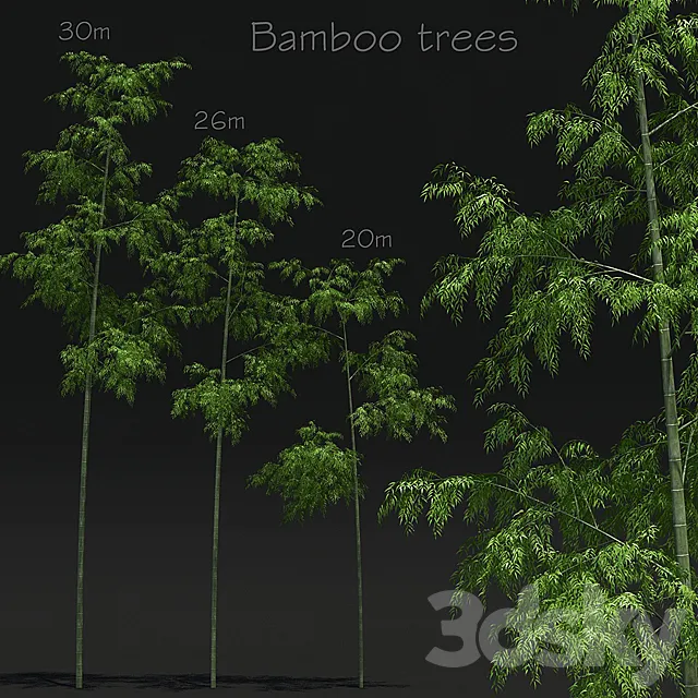 Bamboo Trees 3DModel
