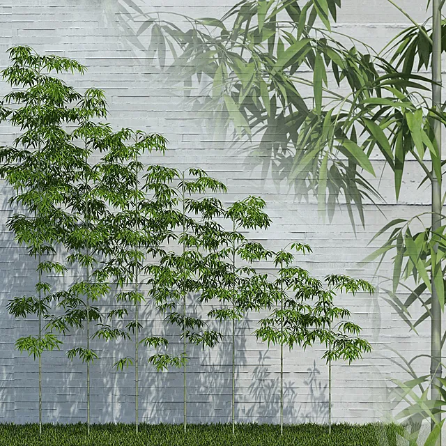 Bamboo Trees for scatter 3D Model