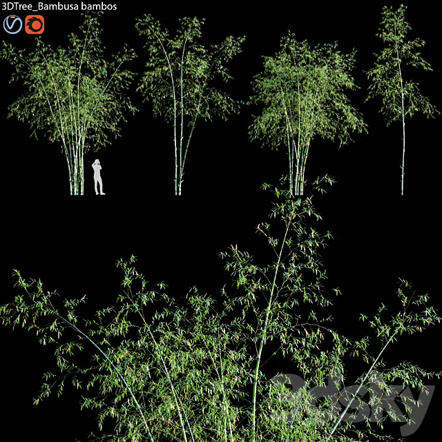 Bambusa bambos 01 3D Model