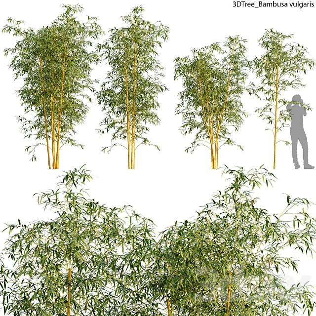 Bambusa vulgaris 01 3D Model