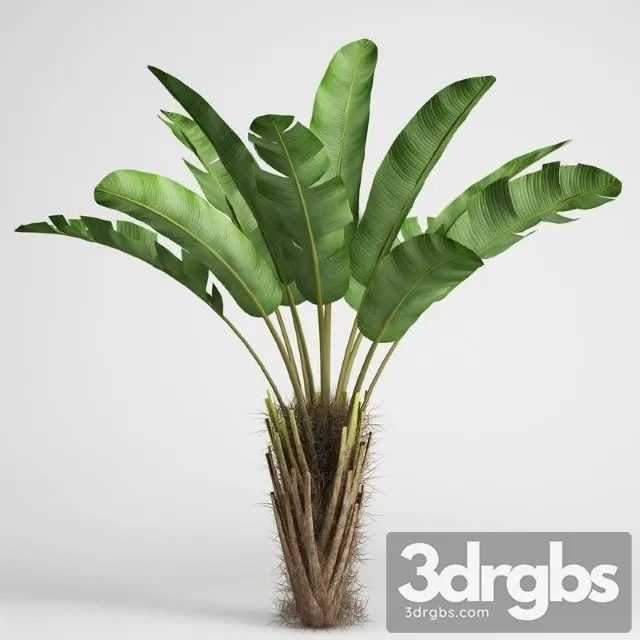 Banana 3D Model Free