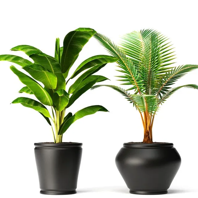 Banana and coconut palm small coconut tree banana bush flower pot flowerpot 3D Model