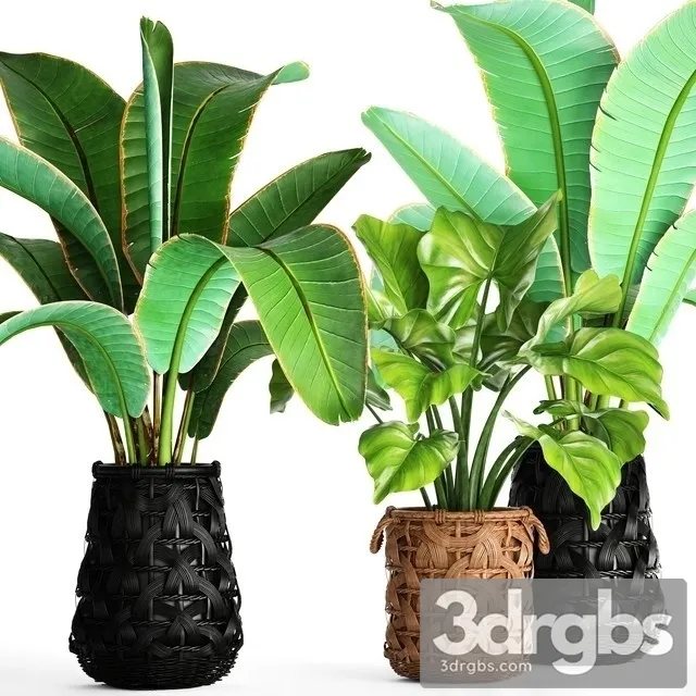 Banana Bush 3D Model Free