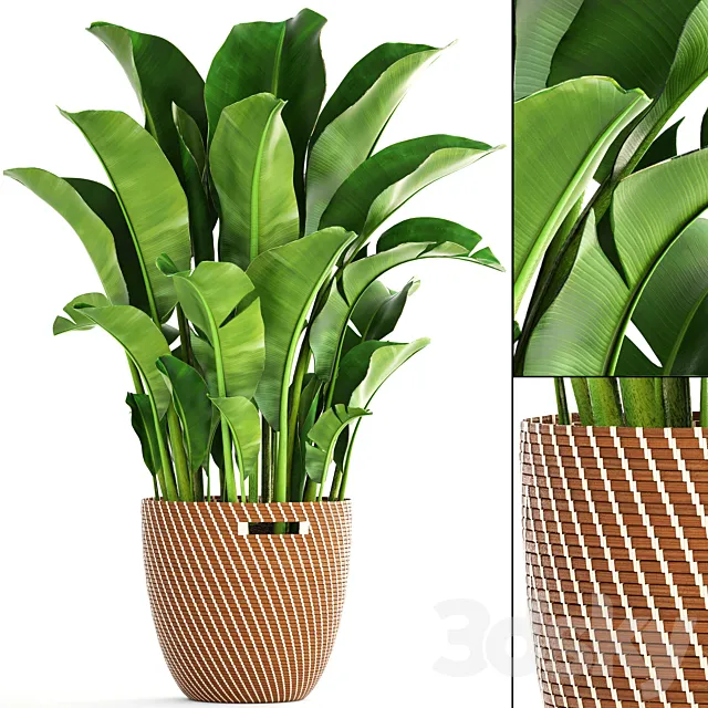 Banana palm 1. banana palm basket rattan decorative room interior pot bush strelitzia 3D Model