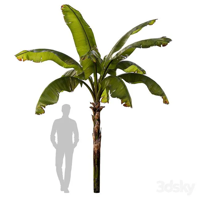 banana palm 3D Model