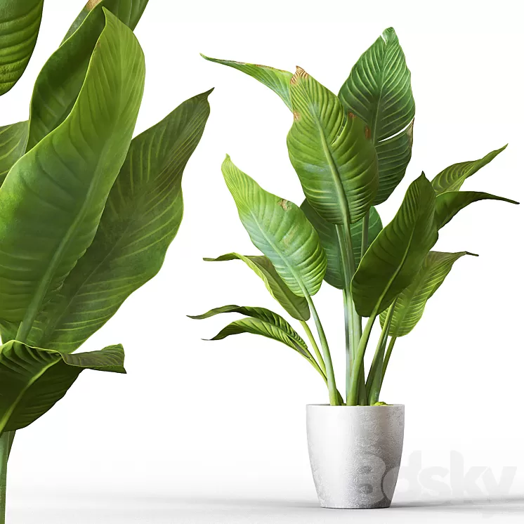 Banana palm 3D Model