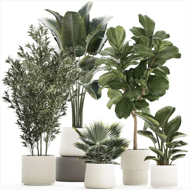 Banana palm and Ficus lyrata in a pot with bamboo bush. Plant collection 1299 3D Model