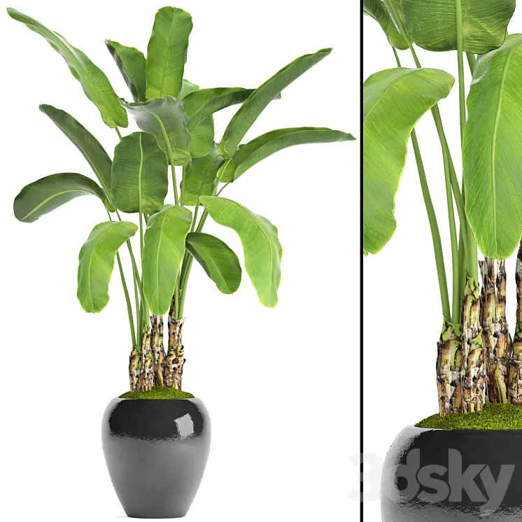 Banana palm in the pot 5. Strelitzia bush flowerpot flower 3D Model