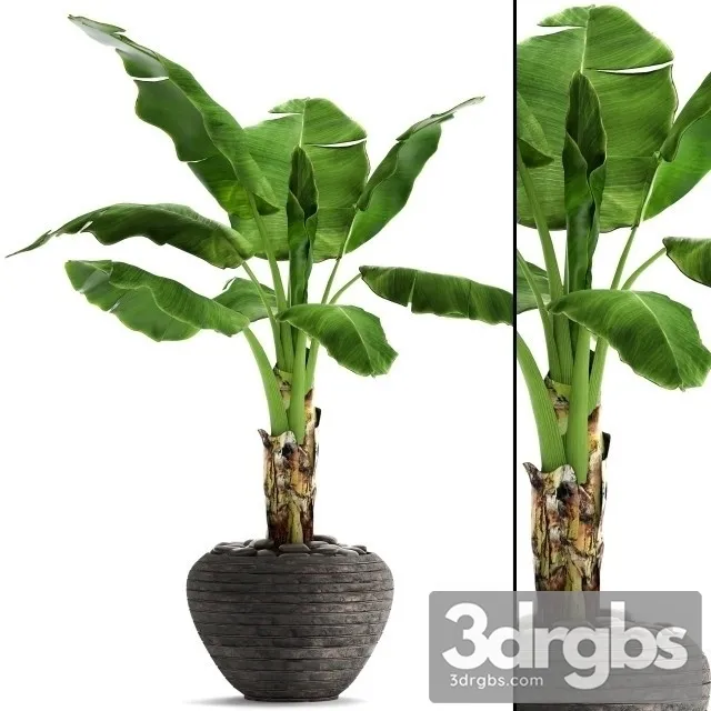 Banana Palm Pot Indoor 3D Model Free