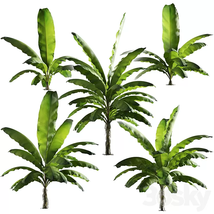 Banana palm tree Set of 5 models 3D Model