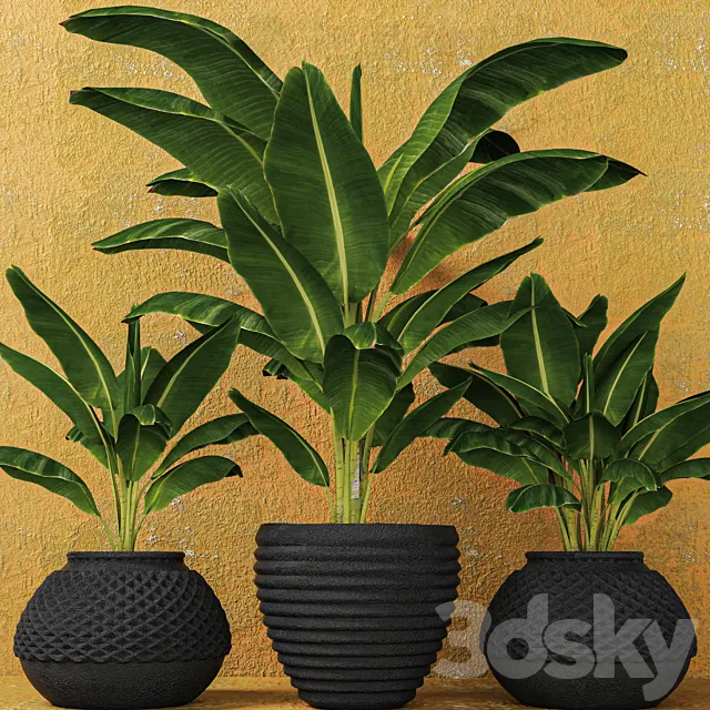 Banana palms. 3 pcs. flower pot flowerpot outdoor exotic 3D Model