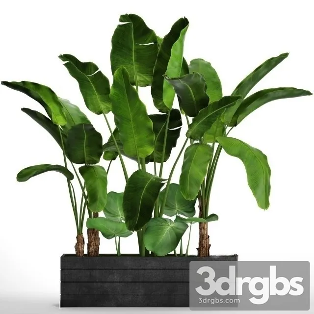 Banana S Set 3D Model Free