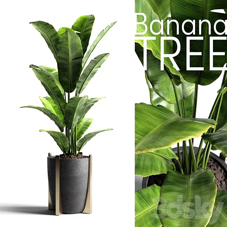 Banana tree 2 3D Model