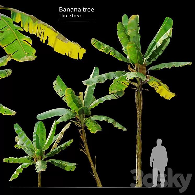 Banana Tree